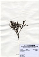 藏品(叉開網翼藻)的圖片